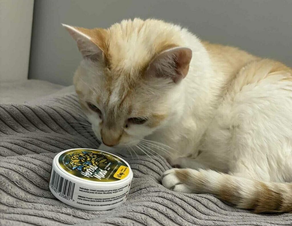 czy woreczki kofeinowe są szkodliwe? czy snusy są zdrowe? HerbalMind - Kot